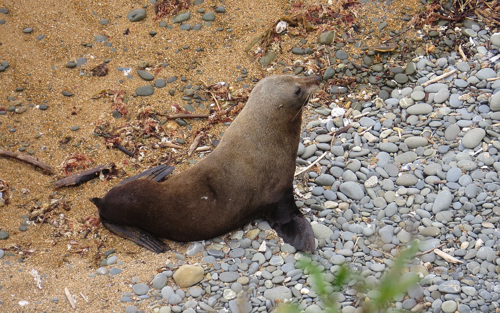NZ Seelöwe